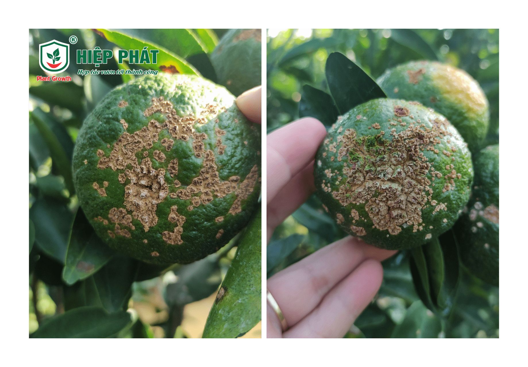 Bệnh Ghẻ Nhám Trên Cây Cam Sành