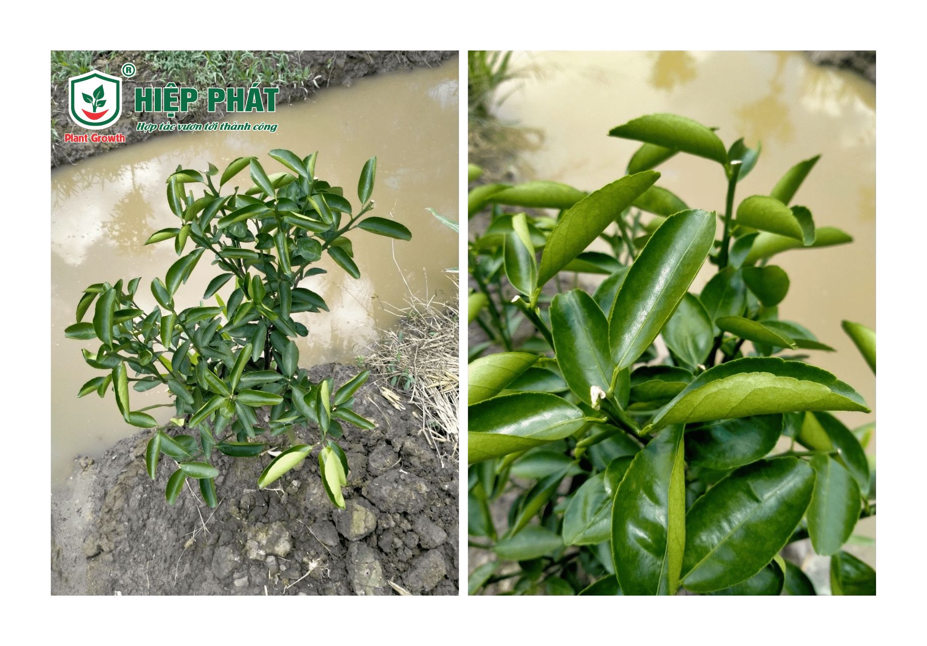 Xử Lý Vườn Cam Sành Bị Ngập Úng Trong Mùa Mưa