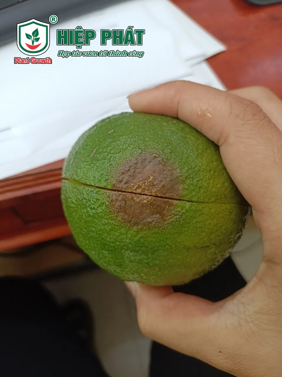 Bệnh Thán Thư Trên Cây Cam Sành