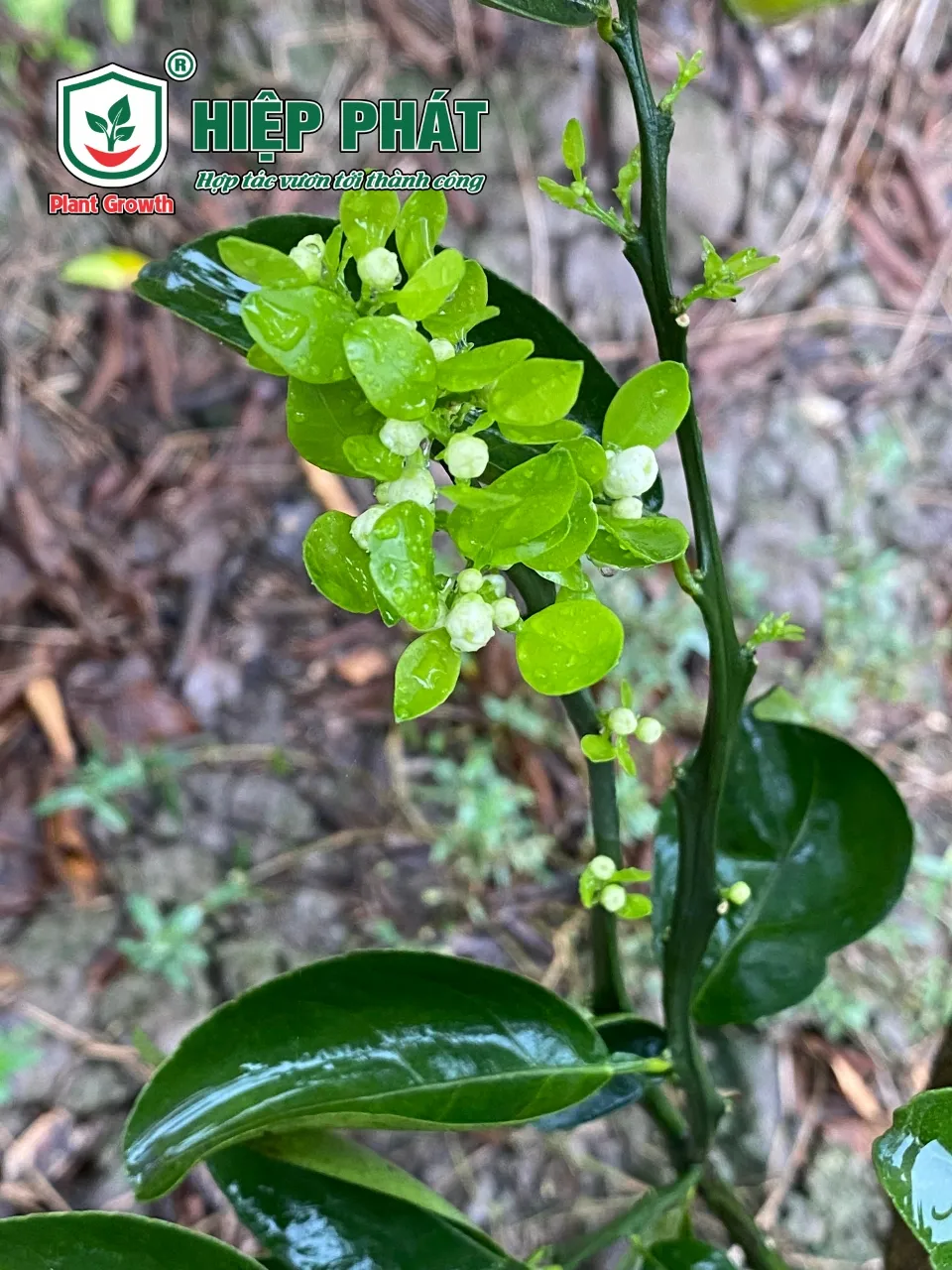 Một Số Lưu Ý Khi Đi Thăm Vườn