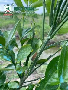 Xử Lý Cây Cam Sành Bị Nhiễm Phèn Và Rụng Lá