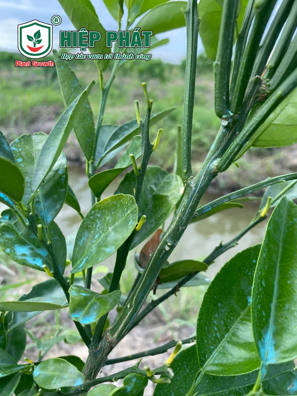 Xử Lý Cây Cam Sành Bị Nhiễm Phèn Và Rụng Lá