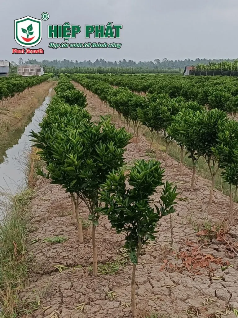 Xử Lý Cây Cam Sành bị Suy, Kém Phát Triển
