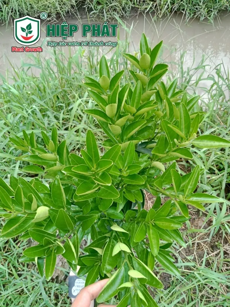 xử lý vàng cơi đọt trên cây cam sành
