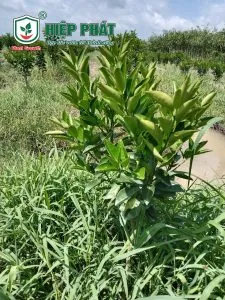 Xử Lý Vàng Cơi Đọt Trên Cây Cam Sành