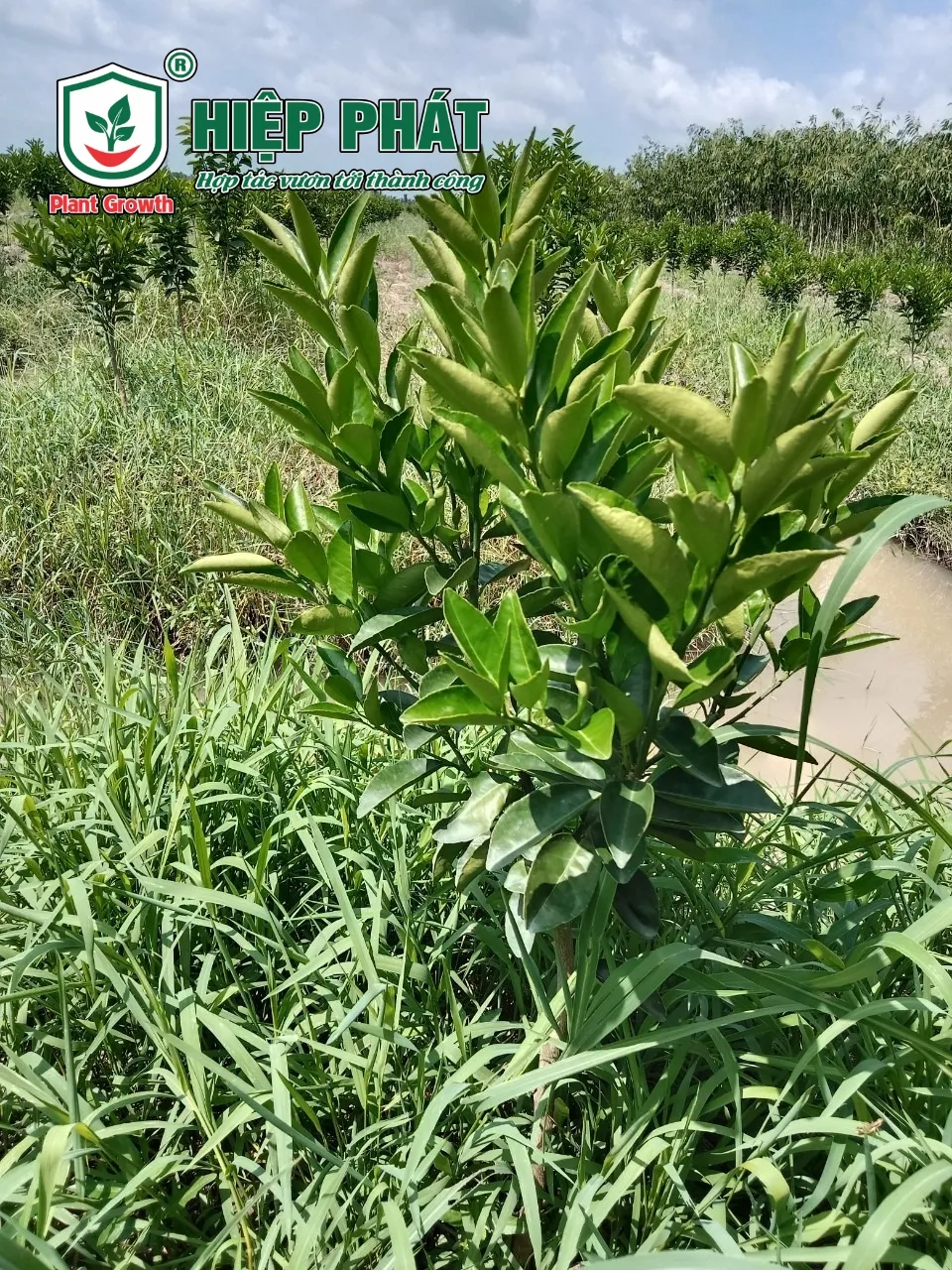 Xử Lý Vàng Cơi Đọt Trên Cây Cam Sành
