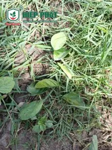 Xử Lý Cây Cam Sành Bị Nhiễm Phèn Và Rụng Lá