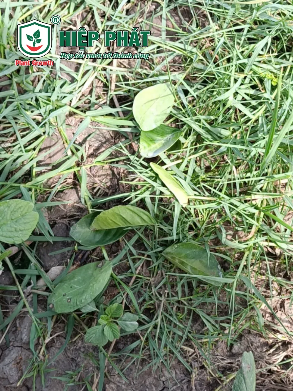 Xử Lý Cây Cam Sành Bị Nhiễm Phèn Và Rụng Lá