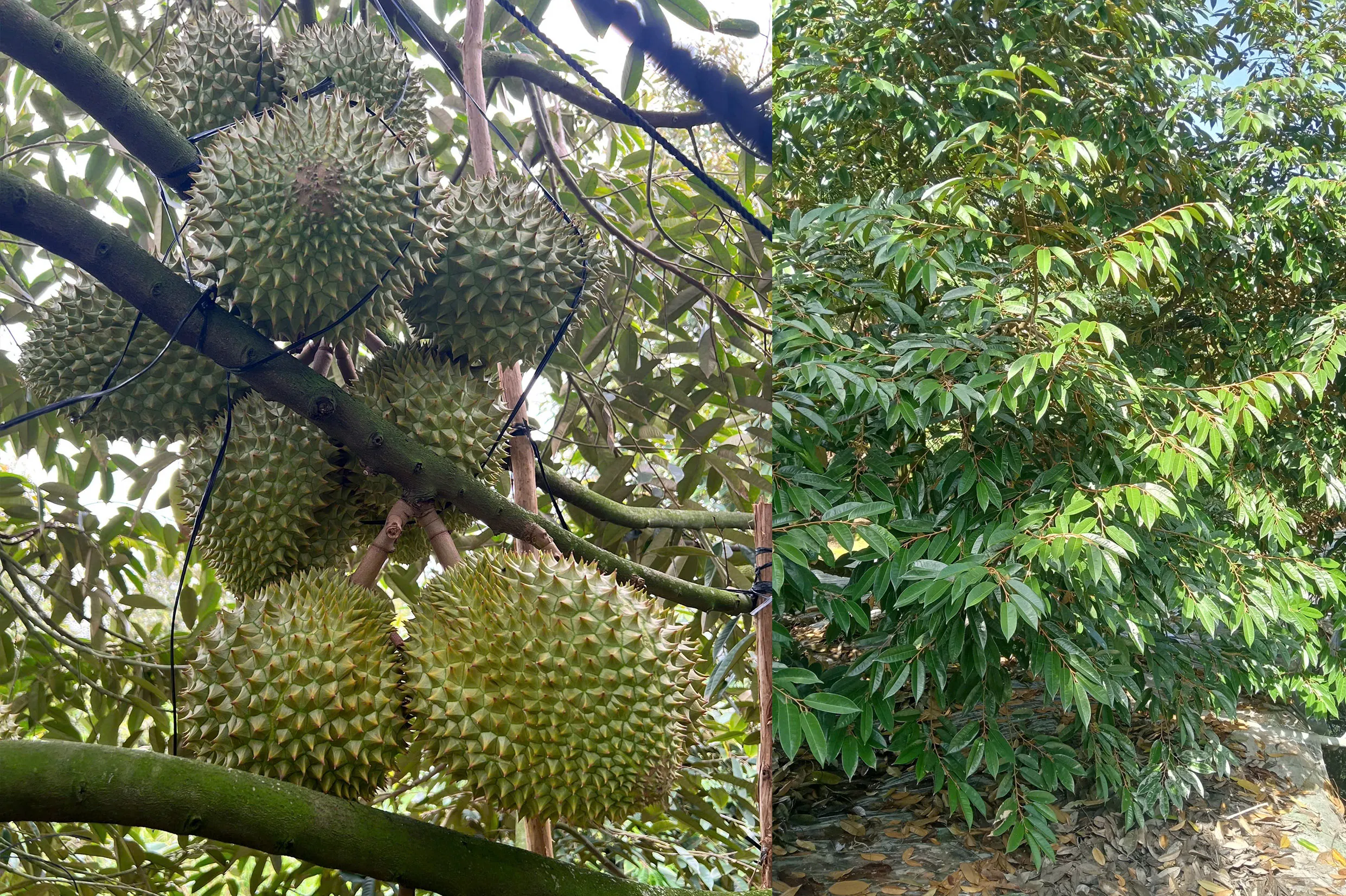 Phục hồi nhanh sau thu hoạch