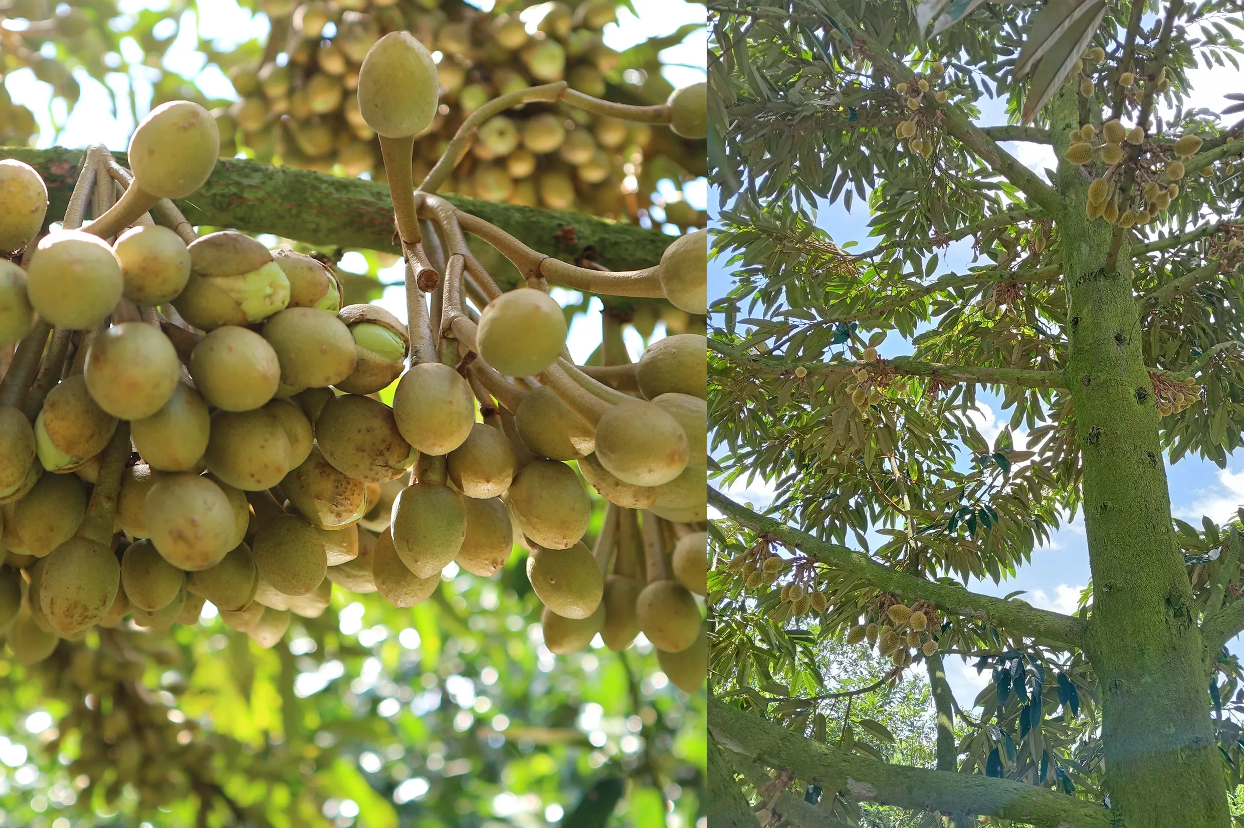 Ra hoac, đậu trái, trái đồng đều