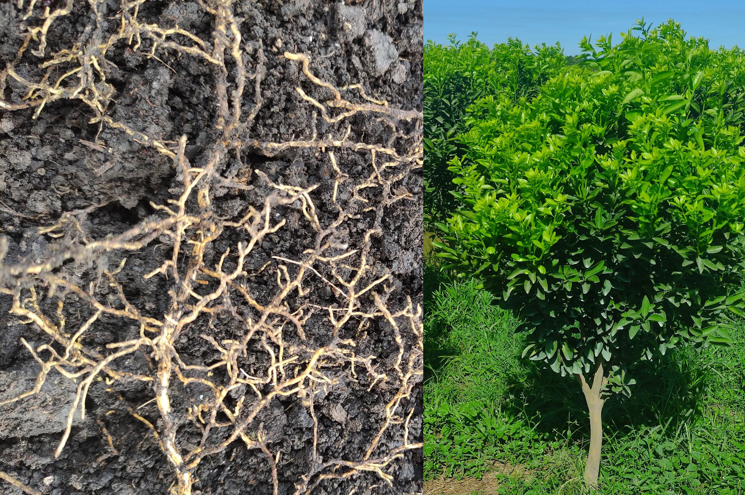 Kích thích bộ rễ phát triển mạnh