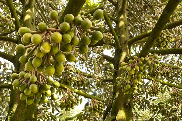 Nutri Max Pro tại Phong Điền